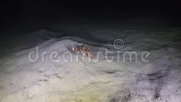 夜间潜水时海中蟹装饰师视频的预览图
