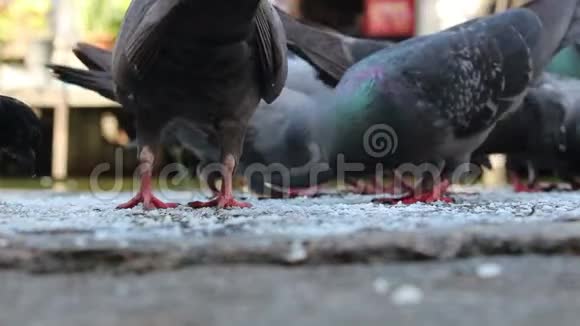 鸽子吃食物视频的预览图