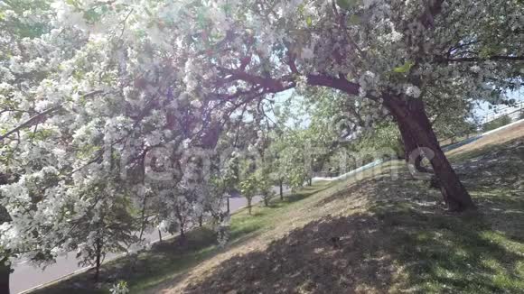 风用白花摇动苹果树的枝条视频的预览图