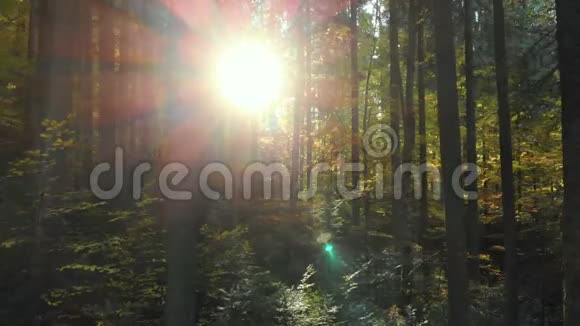 森林追踪太阳神奇森林野生森林视频的预览图