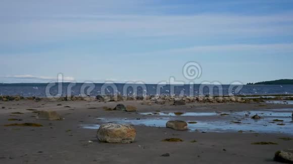 海滨有大石头有许多海鸥视频的预览图