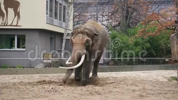 柏林动物园一头大灰象的特写镜头视频的预览图