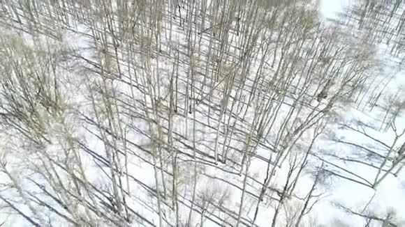冬天山脊顶端有许多白杨树地上有雪视频的预览图