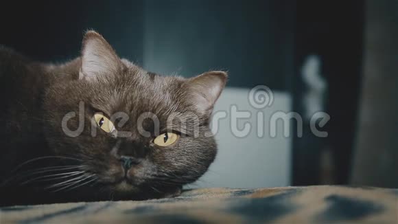 英国猫睡觉前洗床特写视频的预览图