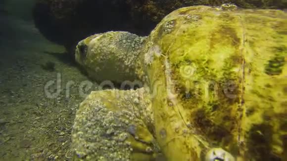 老青龟收起来海龟游泳平静缓慢优雅的海洋生物视频的预览图