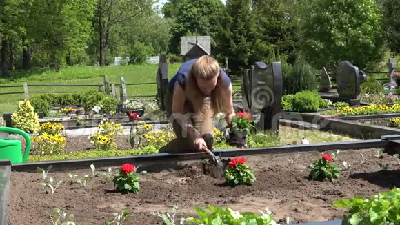 女人在丈夫的坟墓上种小红大丽花4K视频的预览图