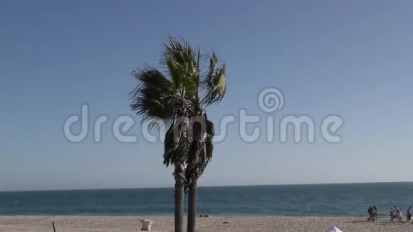 多风海滩上的棕榈树视频的预览图