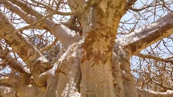 非洲大草原干旱平原上大老宝巴树的4K视频视频的预览图
