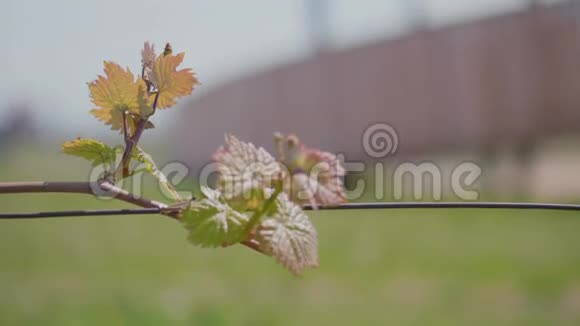 春天的时候葡萄树上的嫩绿叶子风视频的预览图