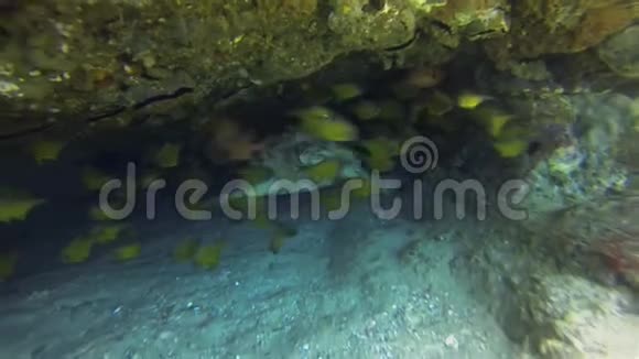 老青龟游水下洞穴和五颜六色的鱼学校慢海龟视频的预览图