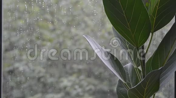 窗外阴雨天气恶劣的榕树叶片视频的预览图