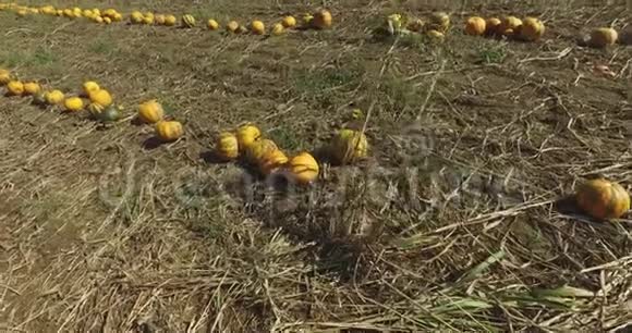 排列成一排橙色南瓜准备在秋天在田间收获视频的预览图