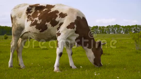 美丽的五颜六色的奶牛在山坡上的草地上吃草阳光明媚夏天4K视频的预览图