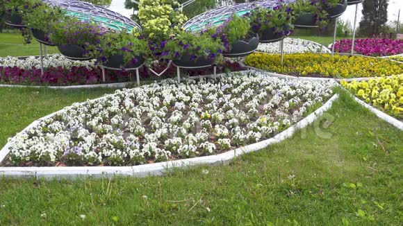 有花的花坛视频的预览图