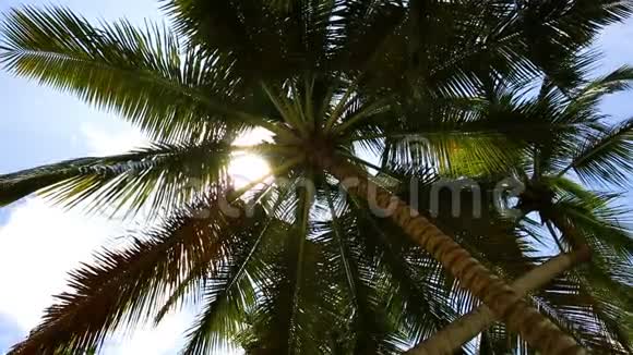 热带岛屿上的椰子棕榈树从上到下滚动视频的预览图