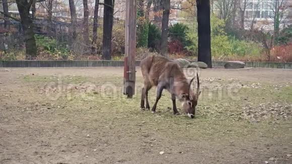 羚羊在柏林动物园吃草4K镜头视频的预览图