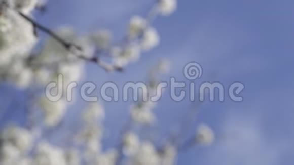 初春白樱桃树的风花雪月视频的预览图