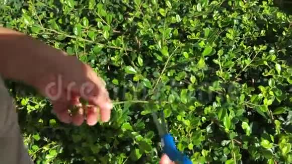 园艺剪树丛婴儿剪植物视频的预览图