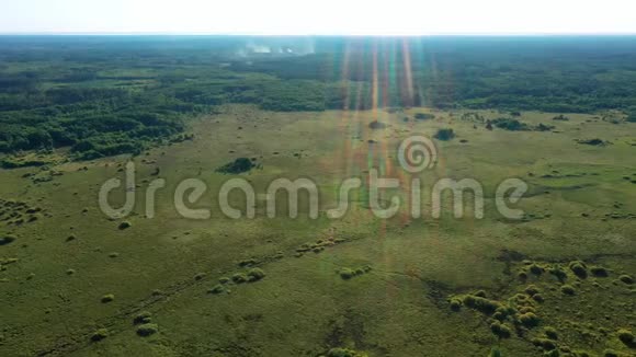 在阳光明媚的天气里沼泽不可逾越的沼泽空中摄影视频的预览图