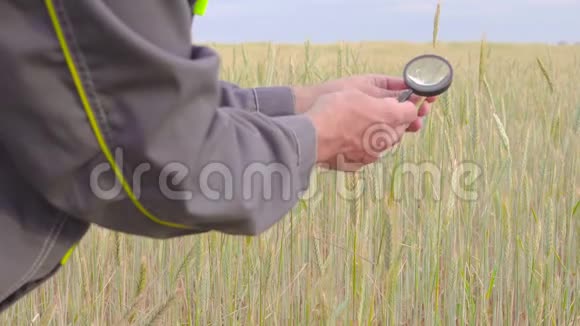 农民或植物学家用放大玻璃工具检查检查检查农业黑麦小麦小穗视频的预览图