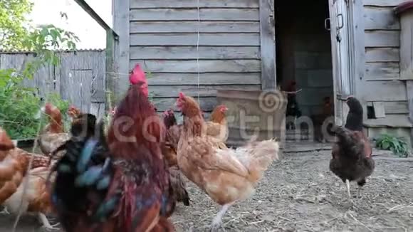 下午鸡舍里的小鸡慢动作视频视频的预览图