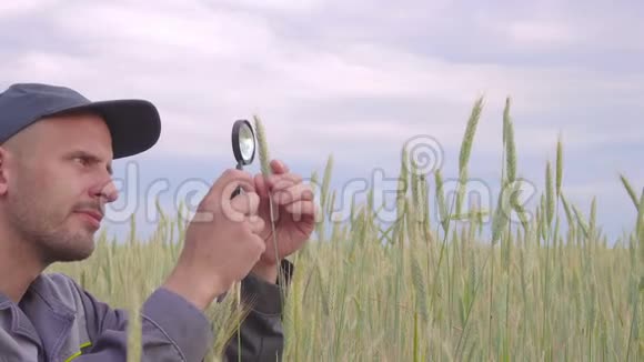 农民或植物学家用放大玻璃工具检查检查检查农业黑麦小麦小穗视频的预览图