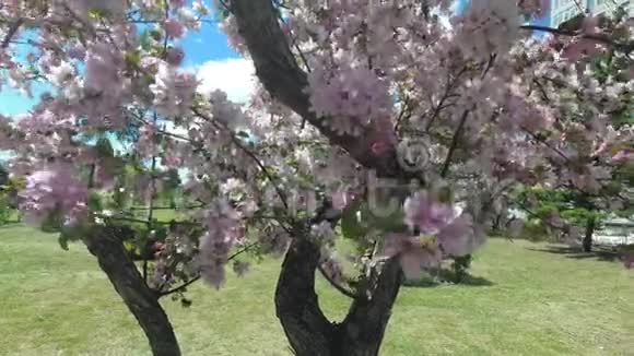 风用白花摇动苹果树的枝条视频的预览图