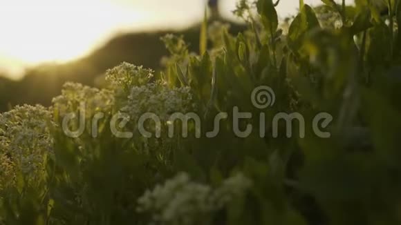 新鲜的绿草和露珠剪辑露水滴在绿草镜头雨滴在绿草视频超高清4k露水视频的预览图