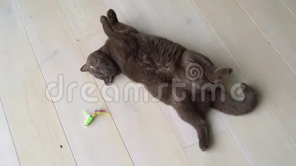 懒洋洋的棕色英国短发猫躺在地上玩老鼠玩具玩猫玩它的猎物老鼠视频的预览图
