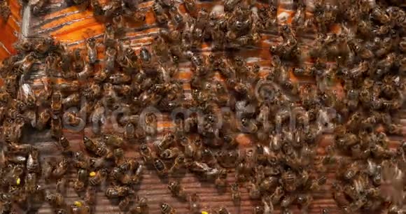 欧洲蜜蜂蜜蜂蜜蜂黑蜂站在蜂巢入口返回靴子在诺曼底蜂群实时视频的预览图
