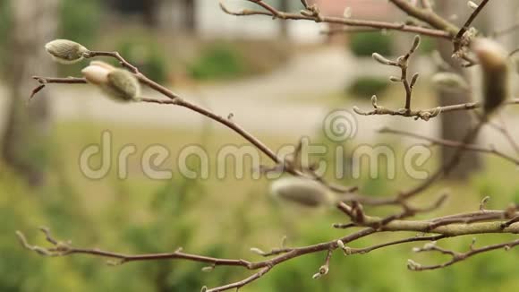白玉兰的毛茸茸的花蕾在房子附近的花园里绽放视频的预览图