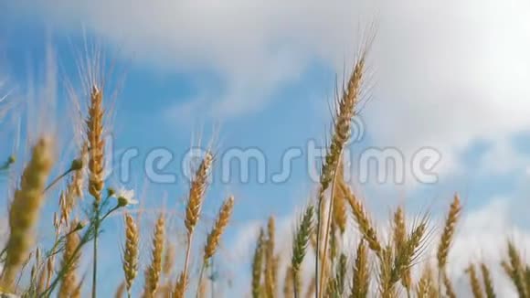 面包和农业的概念小麦作物在蓝天的映衬下在田野上飞舞黄色的麦粒在风中飘动视频的预览图