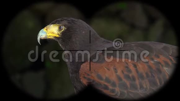 哈里斯的鹰鸟鹦鹉通过双筒望远镜看到从望远镜看到的观鸟活动视频的预览图