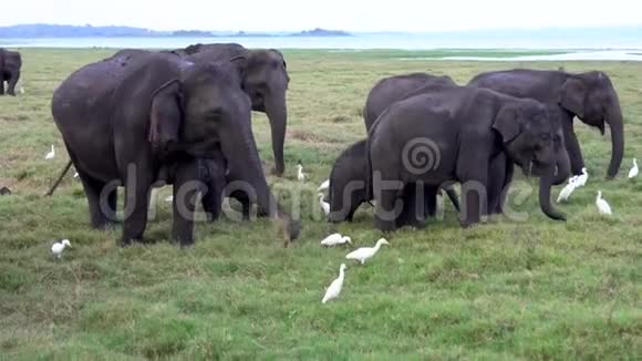大象一家吃草周围有白鹭视频的预览图