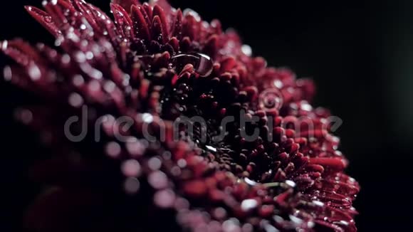 特写侧景水滴沿着菊花流下来视频的预览图