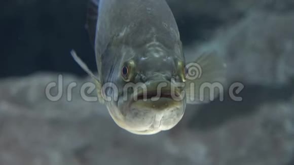 丑陋的海底鱼生物视频的预览图
