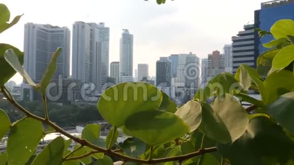 绿叶对抗都市曼谷阳光明媚的一天公园树与摩天大楼的近景绿叶视频的预览图