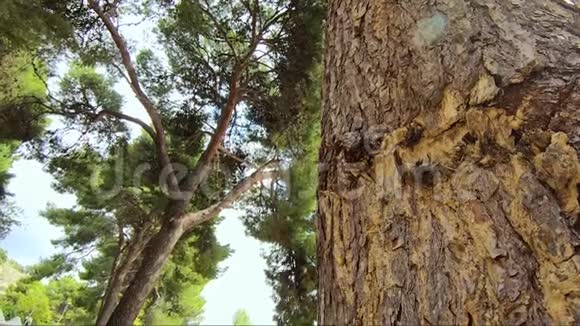 森林里美丽的松树大绿树树树视频的预览图