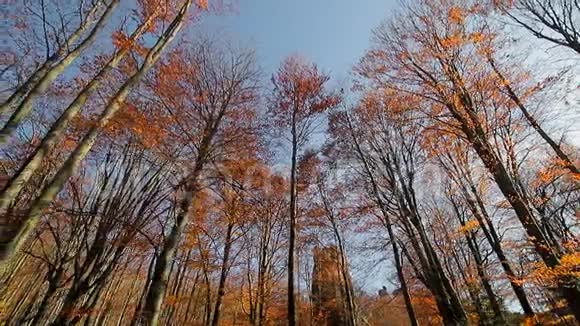 秋天的森林树上的黄叶在顶部查看相机并向前移动森林里的一堆石头视频的预览图