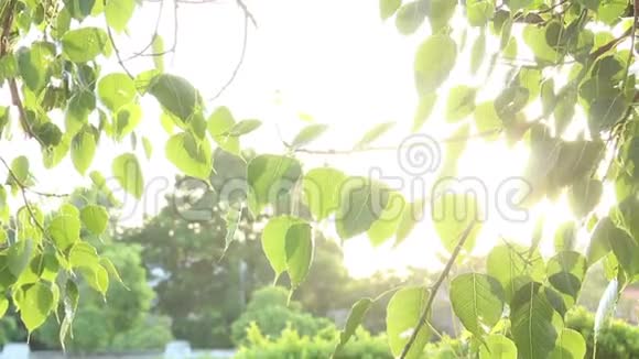 阳光透过树木的叶子视频的预览图
