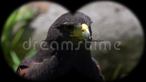 哈里斯的鹰鸟鹦鹉通过双筒望远镜看到从望远镜看到的观鸟活动视频的预览图
