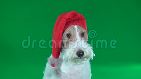戴着圣诞帽的狐狸猎犬特写绿色屏幕视频的预览图