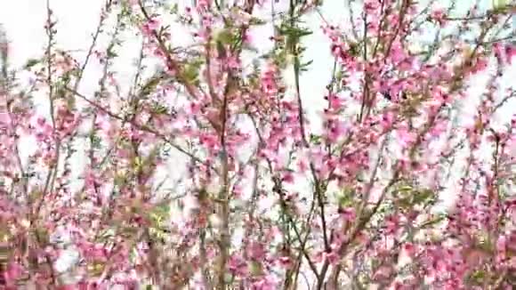 树枝上有许多粉红色的小花桃花视频的预览图