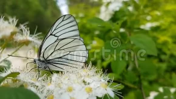 山楂白花上的蝶形孢子虫视频的预览图