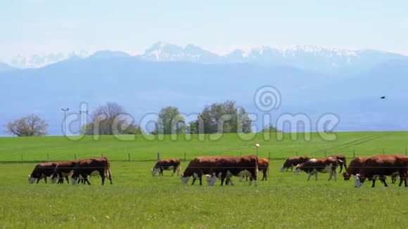 瑞士阿尔卑斯山的背景下奶牛在农场附近的草地上放牧视频的预览图
