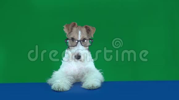 狐狸猎犬带着眼镜在桌子上拿着一个空白的标语牌准备你的文字或产品绿色屏幕视频的预览图