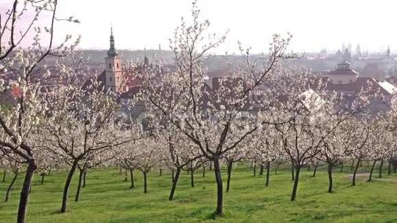 捷克彼得林山日出后布拉格美丽的春天景色视频的预览图
