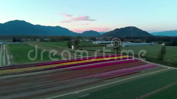 日落时分一片郁金香花田和周围山脉的空中镜头视频的预览图