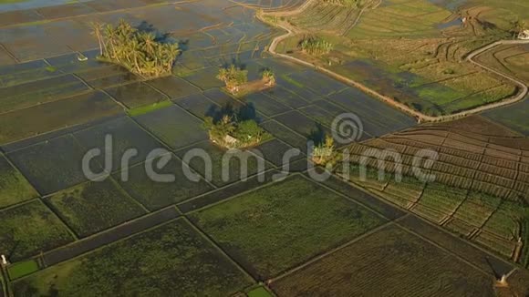 巴厘岛稻田的无人机或鸟瞰图视频的预览图