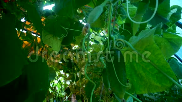 村里花园里的黄瓜一堆黄瓜黄瓜床在露天一根绿色的成熟黄瓜视频的预览图